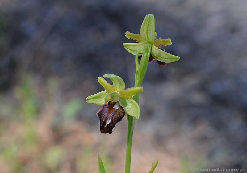 Orchidee del Chianti - Ophrys sphegodes e altre...